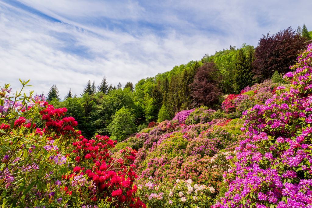 Colorful rhododendrons on a lush hillside under a clear sky.